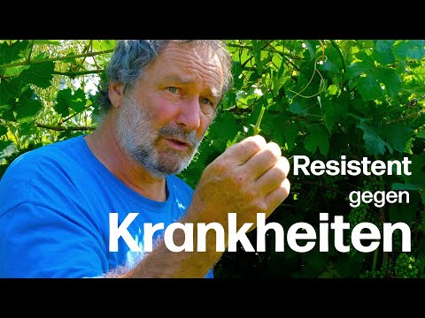 Gesund ohne Pflanzenschutz: Die Eigenschaften einer neuen resistenten Rebsorte