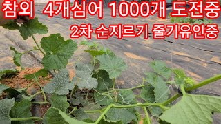 참외 4개심어 1000개도전 2차순지르기와 줄기유인~ 참외순치기 참외적심 참외재배방법