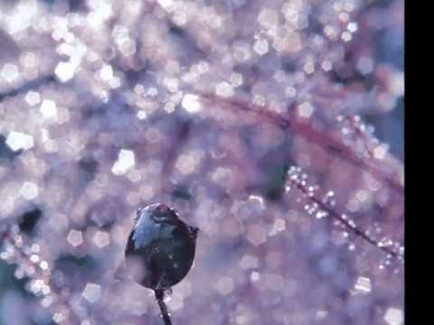 Delerium feat Leigh Nash - Innocente