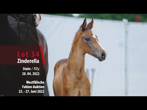 Fohlen-Auktion Lot 34 Zinderella Stute v. Zoom - Ehrenpreis