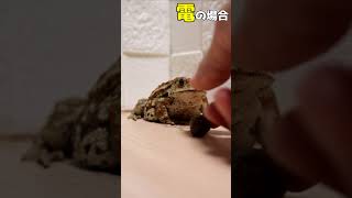 我が家のミヤコヒキガエルの餌やり風景 #shorts #ミヤコキガエル ＃餌やり