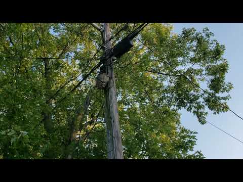 Removing an Active Bald-Faced Hornets Nest in Neptune, NJ