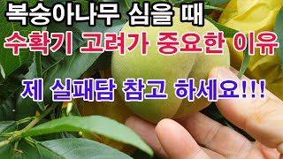 복숭아 나무 심을 때 수확기 고려가 중요한 아주  이유(복숭아 재배, 복숭아 묘목 고르기, 복숭아 품종, 복…