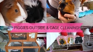 GUINEA PIGS OUTSIDE & CAGE CLEANING!