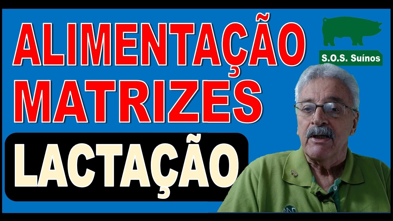 SUINOCULTURA: Alimentação Matrizes Lactação, porcas amamentando.