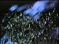 Jurassic Park VHS Trailers Opening