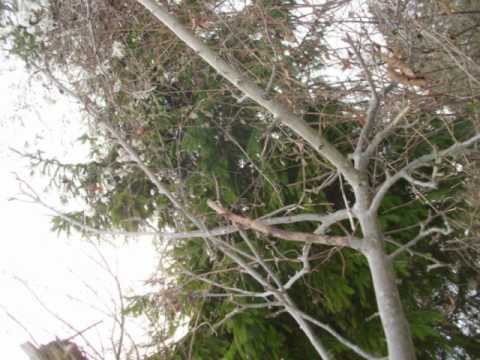 Queen - Sunrise Tribe ft. Monsieur Lezard