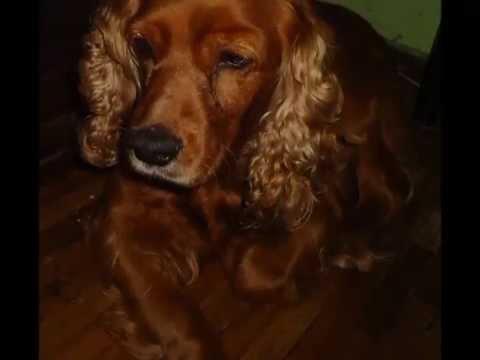 DIAMANTINA (UNA PERRITA ESPECIAL)