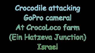 Crocodile attacking my GoPro camera!
