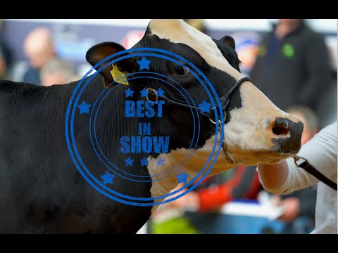 UK Dairy Expo 2019.Holstein Junior 3YR Old.Shawdale Atwood Pamela 119