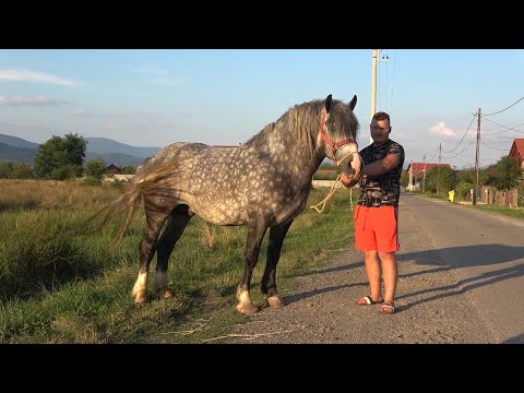 Armasarii lui Ionut de la Recea, Maramures - 2020 Nou!!!