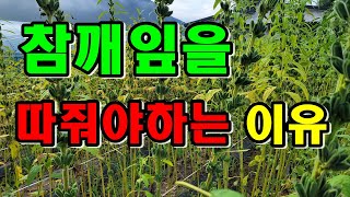 이것 해주면 참깨 수확. 선별이 쉬워요 / 참깨수확시기 / 참깨잎따주기