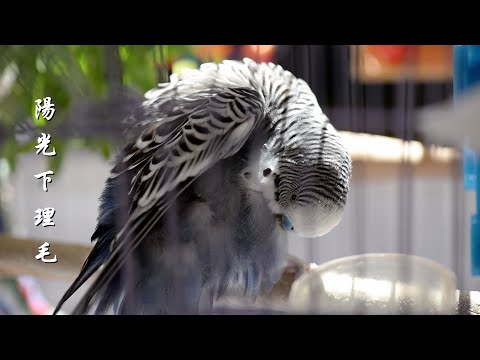 #75 快樂虎皮鸚鵡│陽光下整理羽毛 preening in the sunshine 陽光のもと羽繕い Budgerigar / Budgie / Parakeet セキセイインコ 理毛 叫聲 聲音
