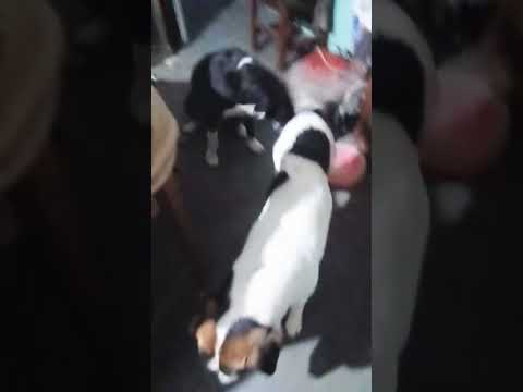 Aparecio #casagrande #miradacanina #cordoba