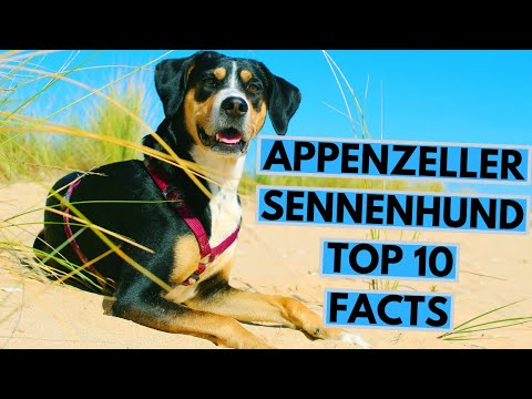 image-What kind of dog is an Appenzeller? 