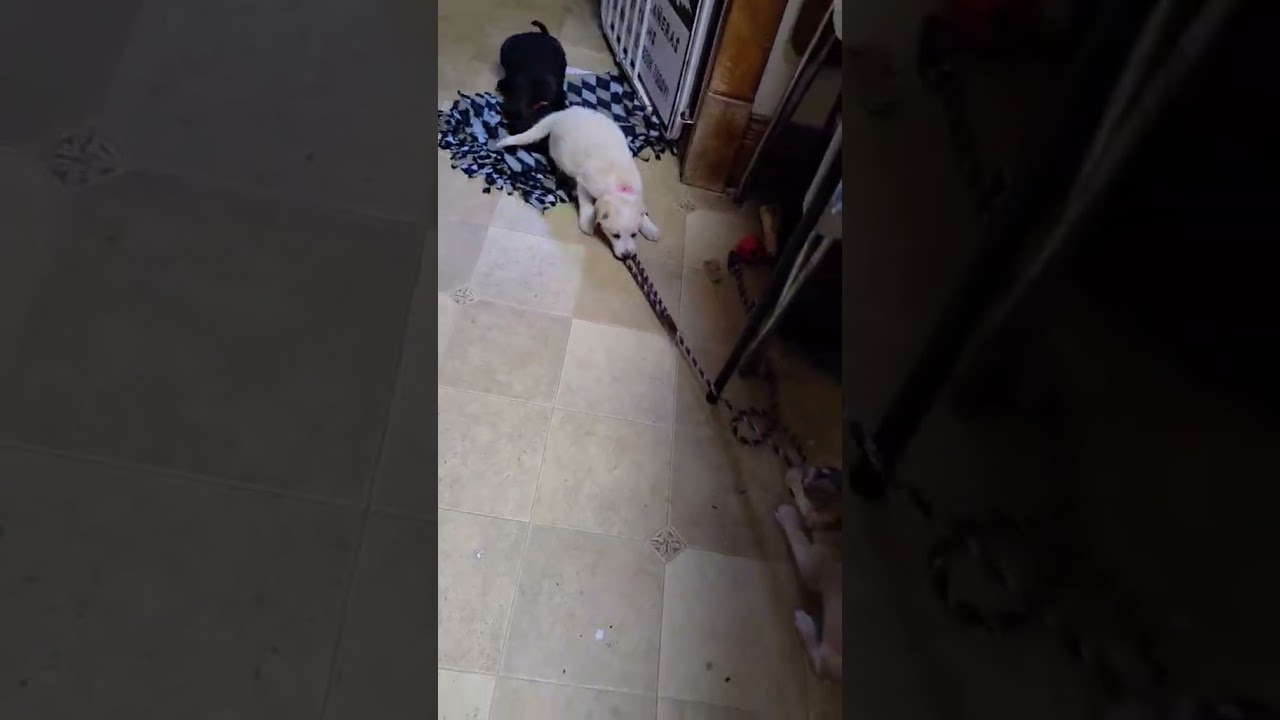 Enlarge Sweetie, a Adopted mixed breed in Saint Paul, MN video 6/6