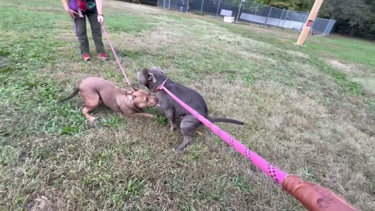 Elaris's Leash Test
