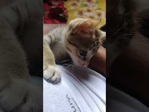 cat ...  Rajib And cat