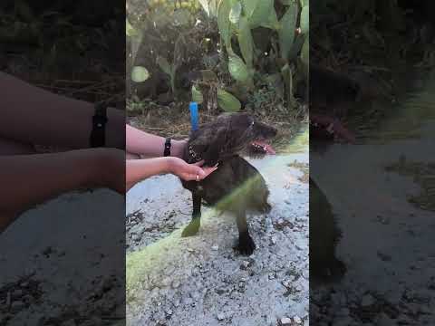 Regalo Nina una dolce cagnolina in attesa di una famiglia 