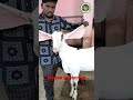Shorts Hyderabadi Femalegoat