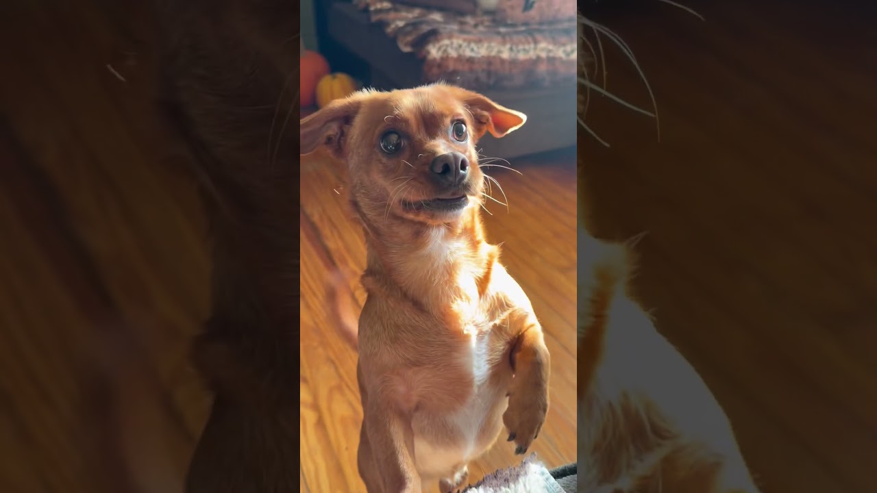 Biscuit, a ADOPTABLE mixed breed in Maple Glen, PA video 5/5