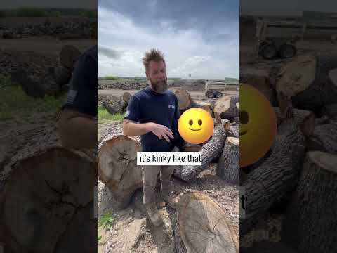 Oak Wilt. What is it? What you can do to spot Oak Wilt.