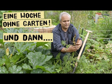 Wenn alles auf einmal reif wird - der Gemüsegarten im August. Ernte und Arbeiten für Selbstversorger