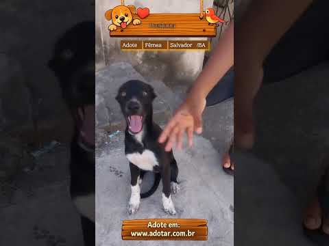 Vídeo de Pretinha