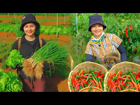 Full Video 365 Day:Harvesting Chili,Green Onions,Mixed Vegetables and Goes To Market Sell-Daily life