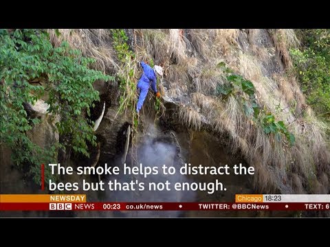 Honey hunters - a dangerous harvest (Nepal) - BBC News - 17th December 2018