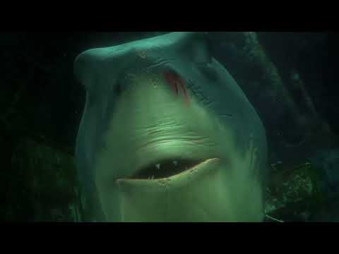 Bruce Procurando Nemo