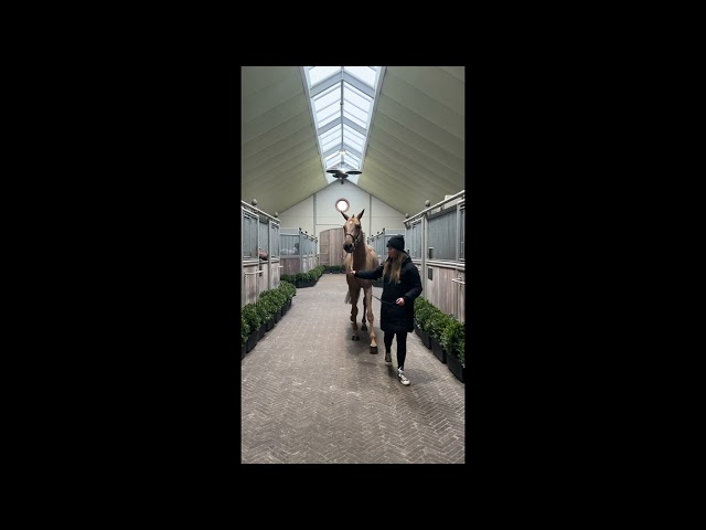 Chacina van 't Rijhof Z walk & 360