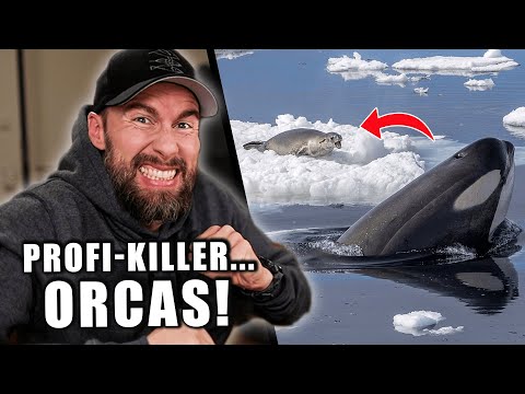 Das intelligenteste Tier! - Die unglaublichen Jagdtechniken der Orcas... | Robert Marc Lehmann