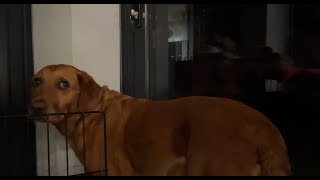 Haunting and the Hound | Short Film