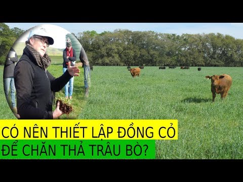 Có Nên Nuôi Bò Bằng Cách Trồng Cánh Đồng Cỏ Để Chăn Thả Hay Không ?