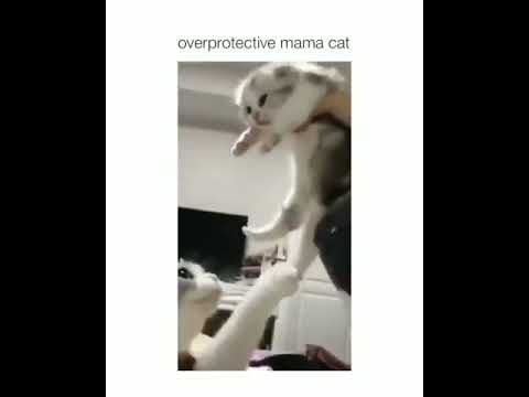 Over Protective Cat Mom