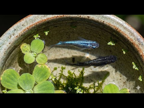 Medaka japonská (Oryzias latipes) — video o chove a starostlivosti