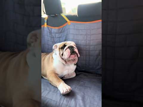 Peligro enojado 😤 #mascotas #perros #dog #enojado #bulldog #peligrobulldog #funny #pets