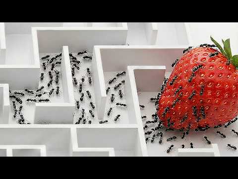 Worlds Smartest Ants vs. 5 Puzzles
