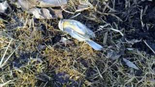 Lensin matalalla (Tuntui kuin olisin syntynyt kuolemaan)