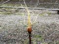 AquaPuss Sprinkler Head Mpg