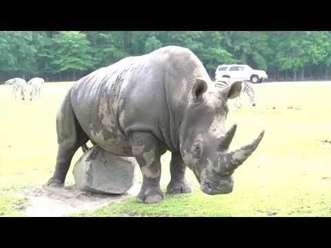 Rhino scratches her belly on big rock