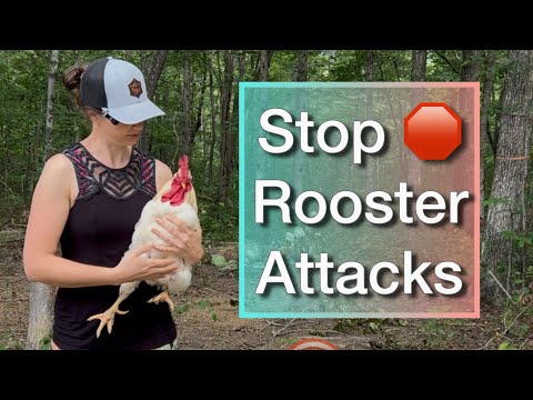 How to tame a mean rooster, no more aggressive Roo’s 
