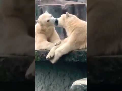 Ces deux ours polaires sont fou amoureux ! #ours #bear #shorts #cute #love