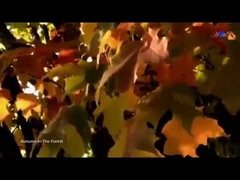 ♡ Autumn In The Forest and André Rieu music
