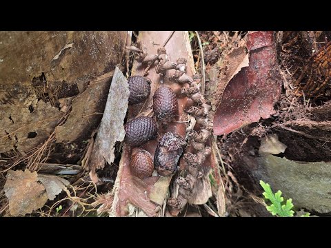 #96 PhD: Shamanic Channeling, Spirit Communication & Consciousness Expansion