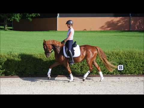 Deutsches Reitpony *2013 v. Dance Star AT - Timberland