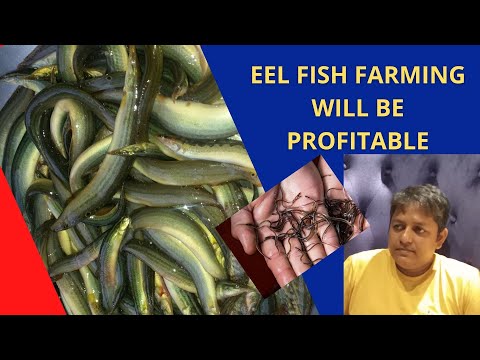 Eel Fish Seed video by Anand Krishi Khamar Private Limited