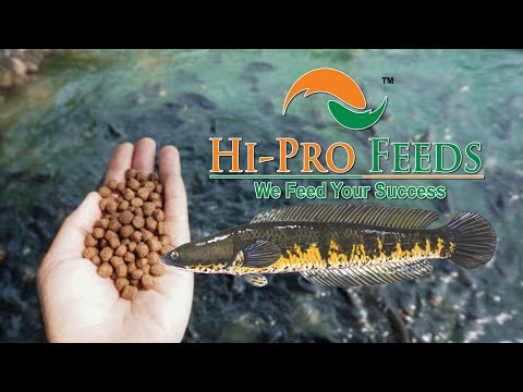 25kg 3mm Channa Premium Murrel Fish Feed