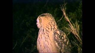 The Dangers of the Wild Intro (Eric Cormier) by Steve Townsend